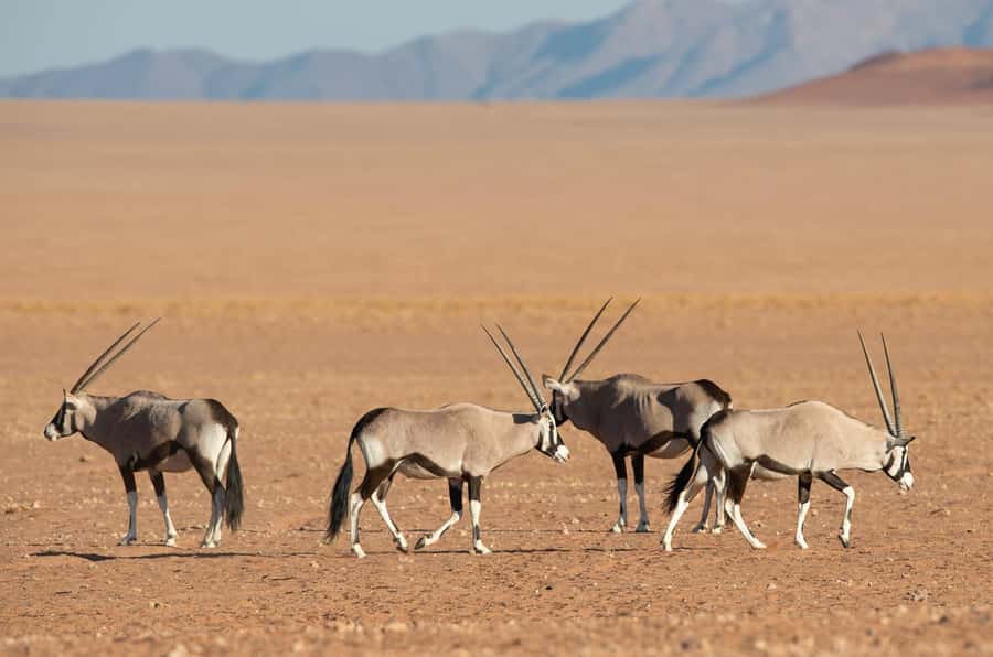 Private Sandwich Harbour 4x4 Tour with Lunch - Walvis Bay - Why Sandwich Harbour is worth the trip