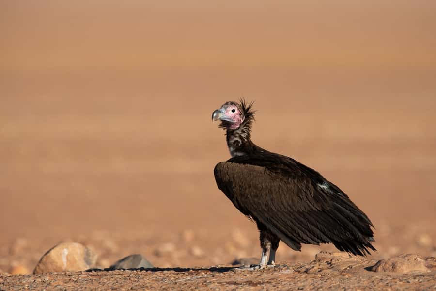 Private Sandwich Harbour 4x4 Tour with Lunch - Walvis Bay - Who will enjoy this trip most?