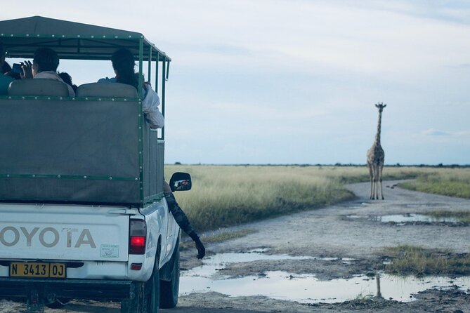 Safari in Etosha national park with professional tour guides born in Etosha. - Searching for Etosha’s Big Four