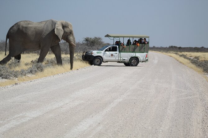 Safari in Etosha national park with professional tour guides born in Etosha. - Who should book this Etosha outing?