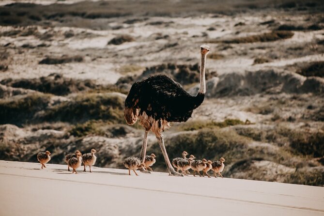 Sandwich Harbour 4x4 Guided Tour - Unforgettable Adventure - Six things to know before booking
