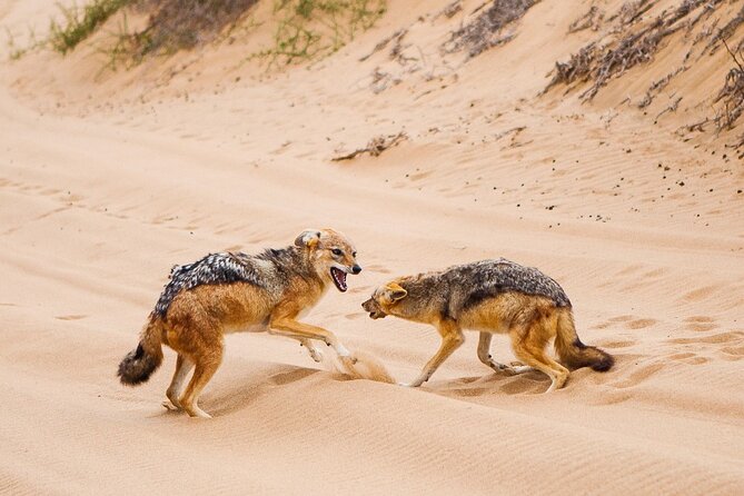 Sandwich Harbour 4x4 Guided Tour - Unforgettable Adventure - Why Sandwich Harbour is worth the half-day