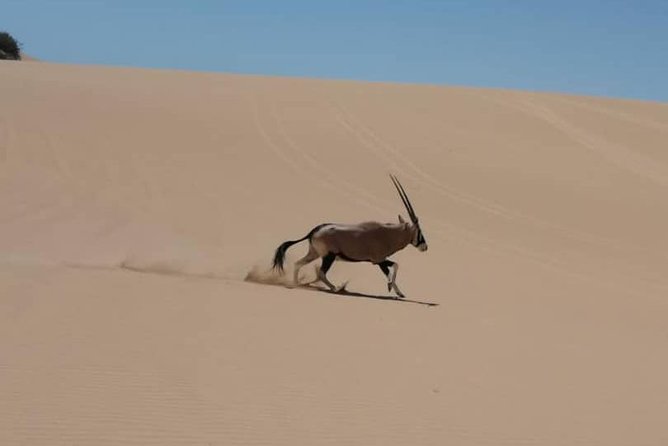 Sandwich Harbour 4x4 guided tours.Join us for an awe inspiring adventure. - The 4x4 ride across beach and sand