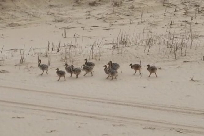 Sandwich Harbour 4x4 Private Guided Tour - Your very own private tour! - Guides who shape the experience