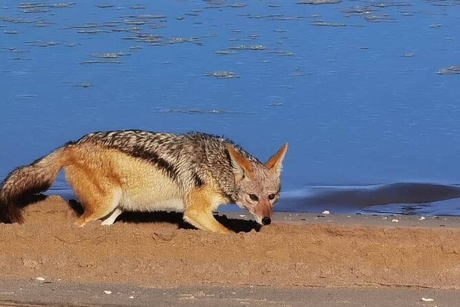 Sandwich Harbour 4x4 Private Guided Tour - Your very own private tour! - Food, drinks, and what is included
