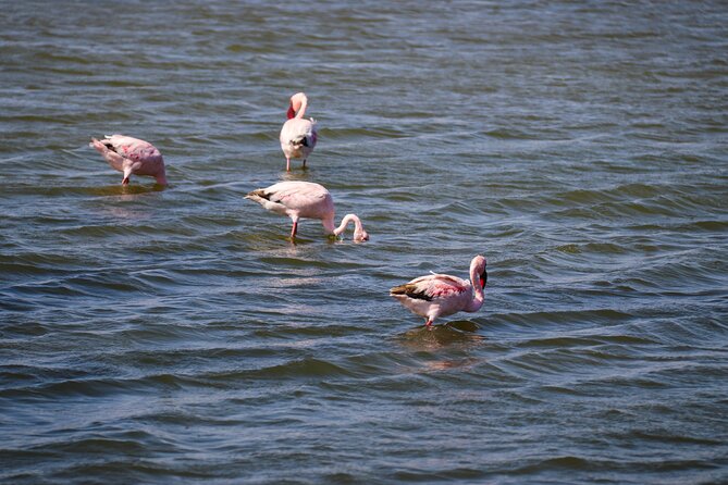 Sandwich Harbour 4x4 Tour - What the $138.49 price includes