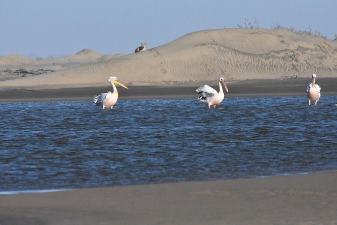 Sandwich Harbour Adventure: Seals and Sandwich harbour dune drive - Why Sandwich Harbour makes such a good day trip