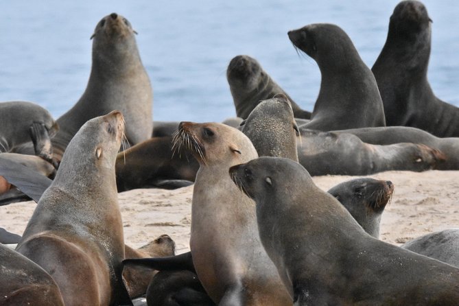 Sandwich Harbour Adventure: Seals and Sandwich harbour dune drive - Lunch in the dunes and time for photographs