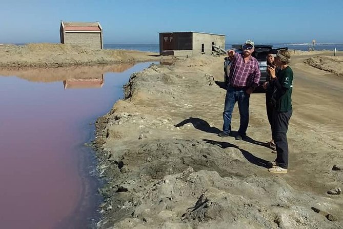 Sandwich Harbour Adventure: Seals and Sandwich harbour dune drive - Walvis Bay wetlands: an easy start with serious birdlife