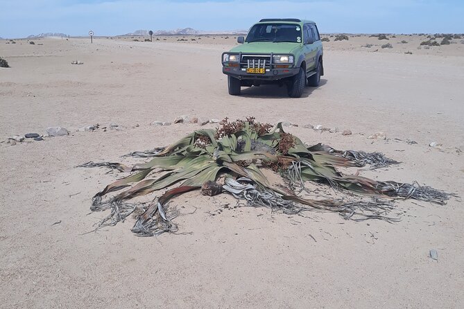 Sandwich harbour and Welwitschia Tour - Meeting the ancient Welwitschia plant