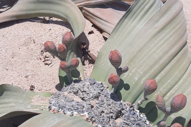 Sandwich harbour and Welwitschia Tour - The main event at Sandwich Harbour