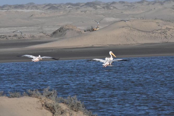 Sandwich harbour and Welwitschia Tour - Lunch, transport, and the value of the price