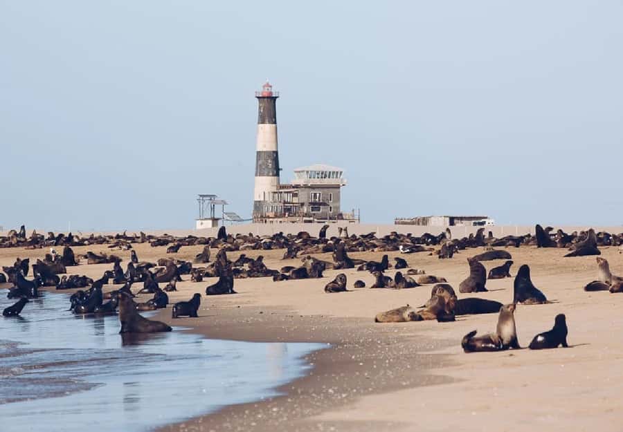 Sandwich Harbour Full Day 4x4 Adventure - The morning begins with Walvis Bay’s lagoon birds