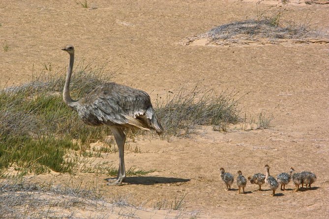 Sandwich Harbour Half-Day 4x4 Tour (5 hours) from Walvis Bay - Sandwich Harbour and the big dune views