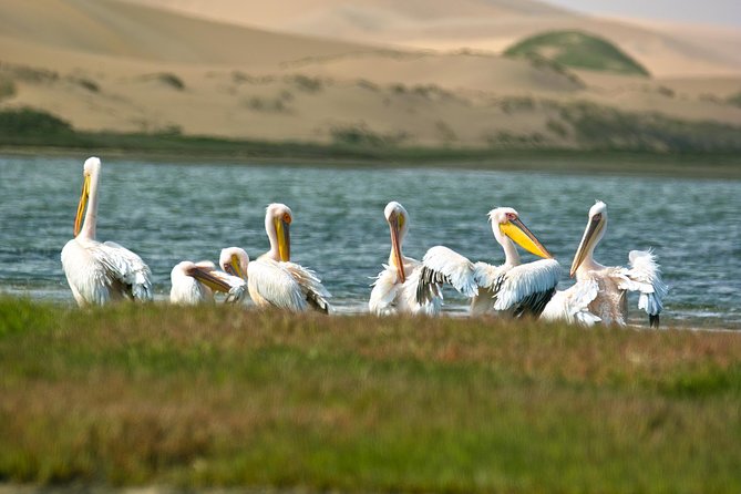 Sandwich Harbour Half-Day 4x4 Tour (5 hours) from Walvis Bay - Food, refreshments, and the oyster question