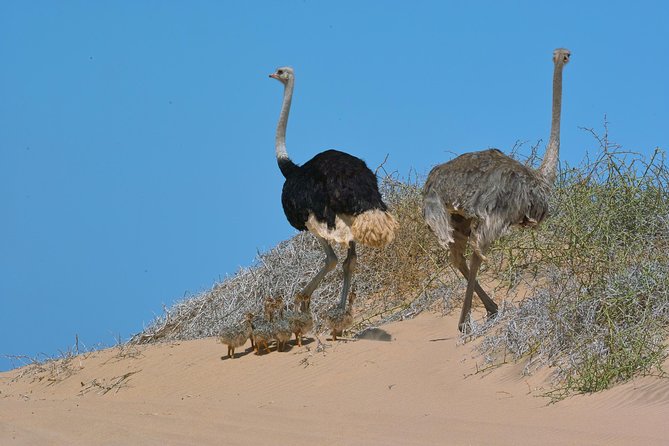 Sandwich Harbour Half-Day 4x4 Tour (5 hours) from Walvis Bay - Timing, group size, and practical details