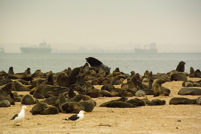 Sandwich Harbour & Pelican Point Full Day Tour - Key points to know before booking
