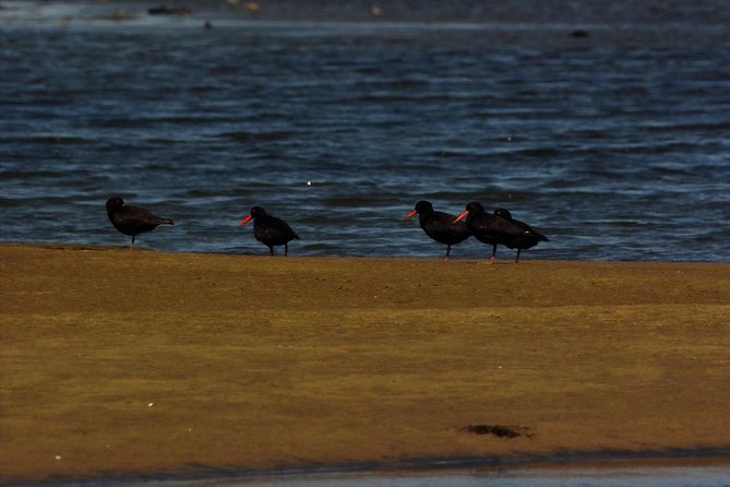 Sandwich Harbour & Pelican Point Full Day Tour - What the small group changes