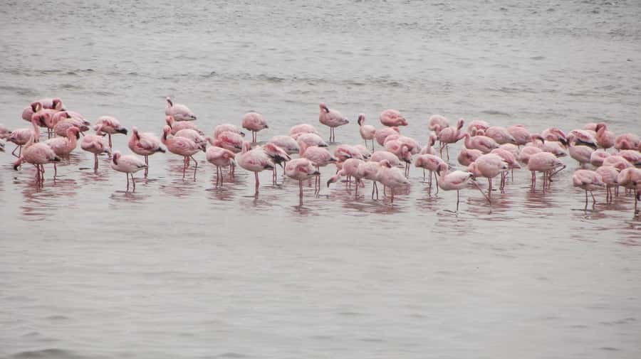 Sandwich harbour r Kayak and dune tour - The small drawbacks worth knowing