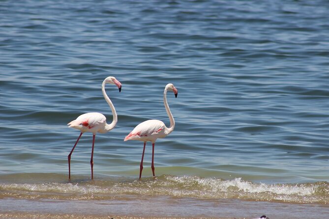 Sandwich Harbour Scenic Excursion - Design for the Cruise Ships - How much you get for $149.53
