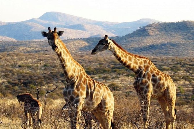 Scenic Game Drive Activity - The Düsternbrook farm drive and its animal sightings