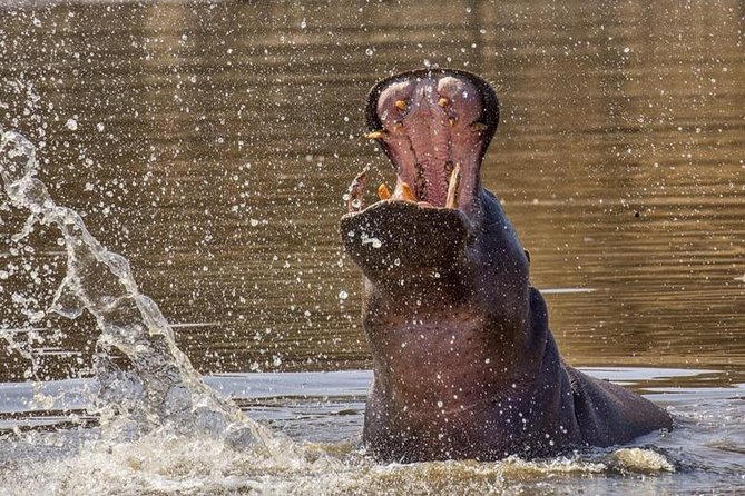 Scenic Game Drive Activity - The afternoon transfer and timing details