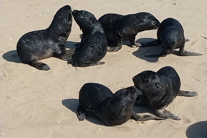 Seal Kayaking at Pelican Point from Swakopmund - Why Pelican Point makes a strong half-day outing