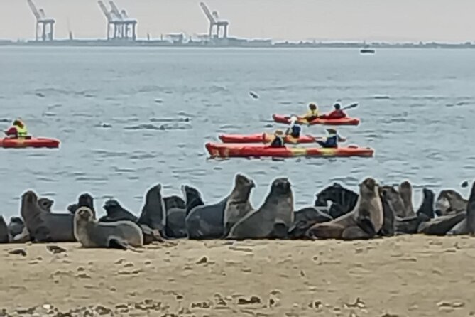 Seal Kayaking at Pelican Point from Swakopmund - Flamingos, pelicans, and the Walvis Bay lagoon