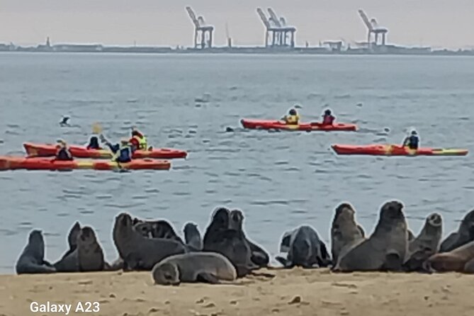 Seal Kayaking at Pelican Point from Swakopmund - Sandwiches and cool drinks after the paddle