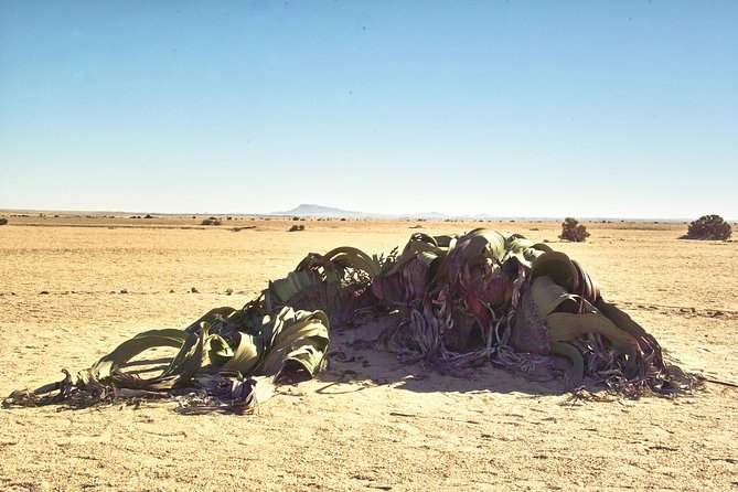 Shore Excursion - Flamingos ,Dune7,Welwitschia, Moonlandscape,Oasis,Swakopmund. - Dune 7, the extra fee, and the climb
