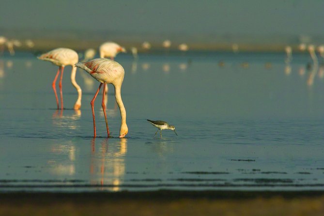 Shore Excursion - Flamingos ,Dune7,Welwitschia, Moonlandscape,Oasis,Swakopmund. - The driving, vehicle, and guide experience