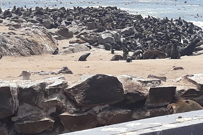 Skeleton Coast Cape Cross Seal colony Tour - Tiny lichens in a very dry place