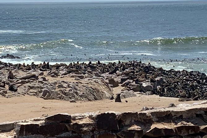Skeleton Coast Cape Cross Seal colony Tour - Cape Cross and 70,000 Cape fur seals