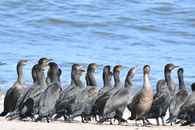 Skeleton Coast Cape Cross Seal colony Tour - Henties Bay, the meal, and the return drive