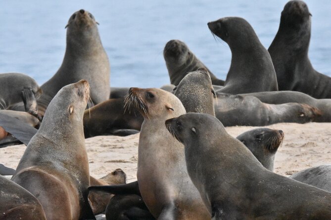 Skeleton Coast Cape Cross Seal colony Tour - Guides can make or break the day