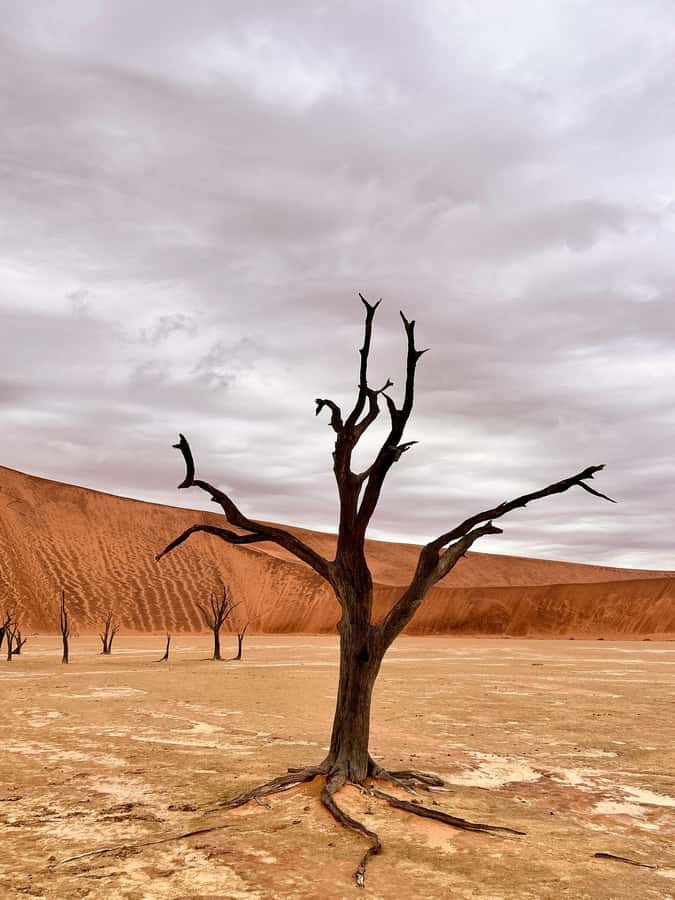 Sossusvlei: Day Trip - A 4:30 AM Start From Three Namibian Bases