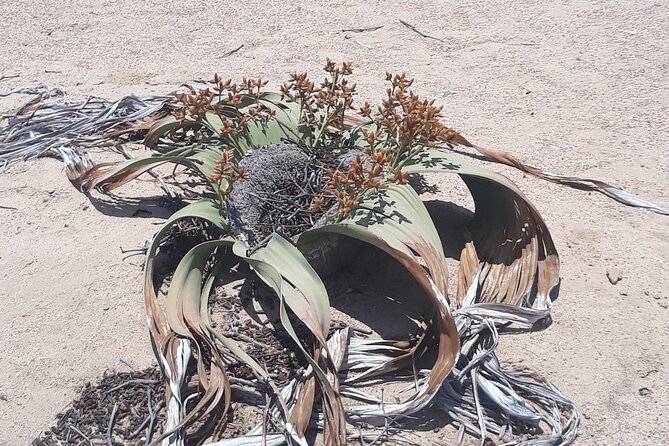 Spitzkoppe Day Tour from Swakopmund - Bushman paintings, engravings, and local crystal stalls