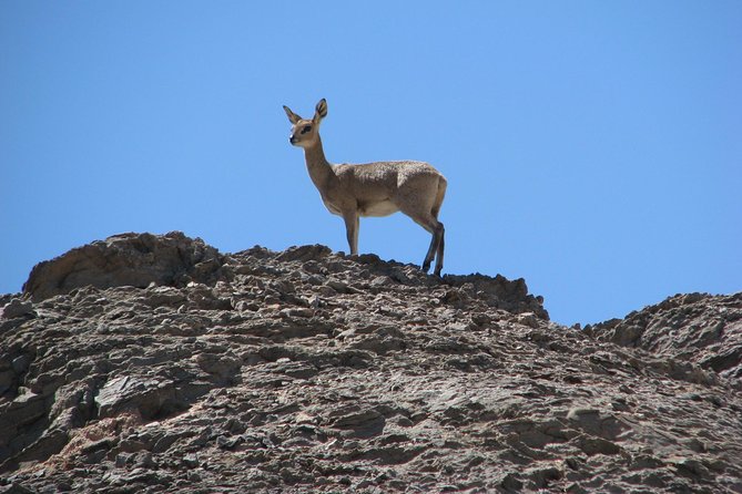 Spitzkoppe - Day Tour to the Spitzkoppe Mountain from Swakopmund - Looking for desert plants and birds