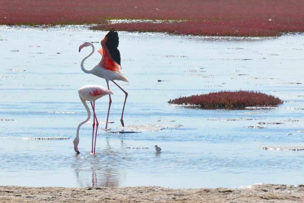 swakopmund city tour dune 7 pink lake pink flamingos - Key points to know before booking