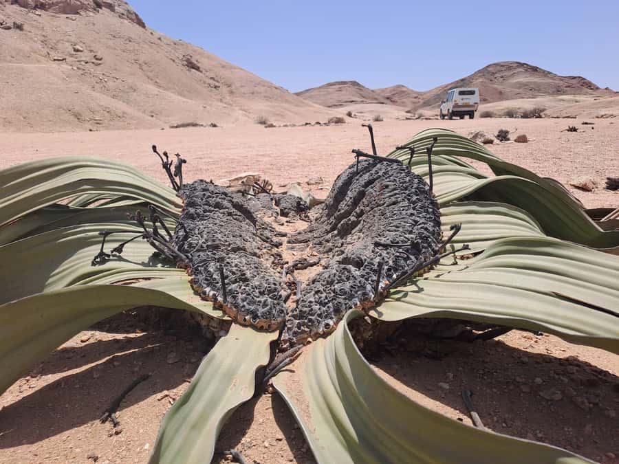 Swakopmund: Moon Valley and Namib Desert Welwitschia Tour - Five things to know before you go