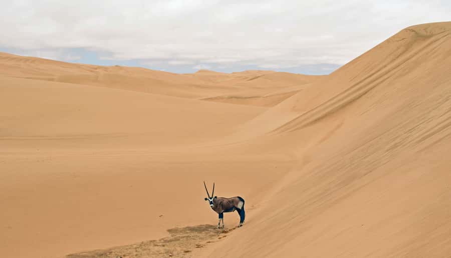 Walvis Bay: 4x4 Desert Excursion to Sandwich Harbour Bay - Is $153 a fair price for four hours?