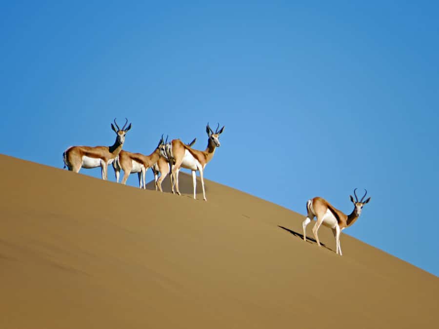 Walvis Bay: 4x4 Desert Excursion to Sandwich Harbour Bay - My take: book it if you want the full Walvis Bay experience