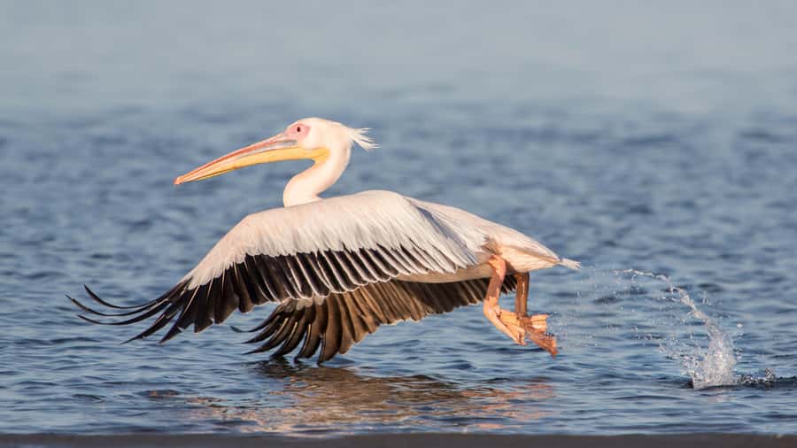 Walvis Bay and Sandwich Harbour Tour - Driving south along the beach