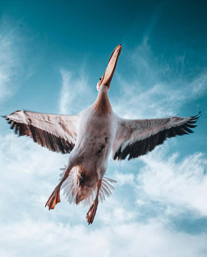 Walvis Bay: Dolphin Cruise, Pink Lakes and 4x4 Dune Drive - Who should book this day?