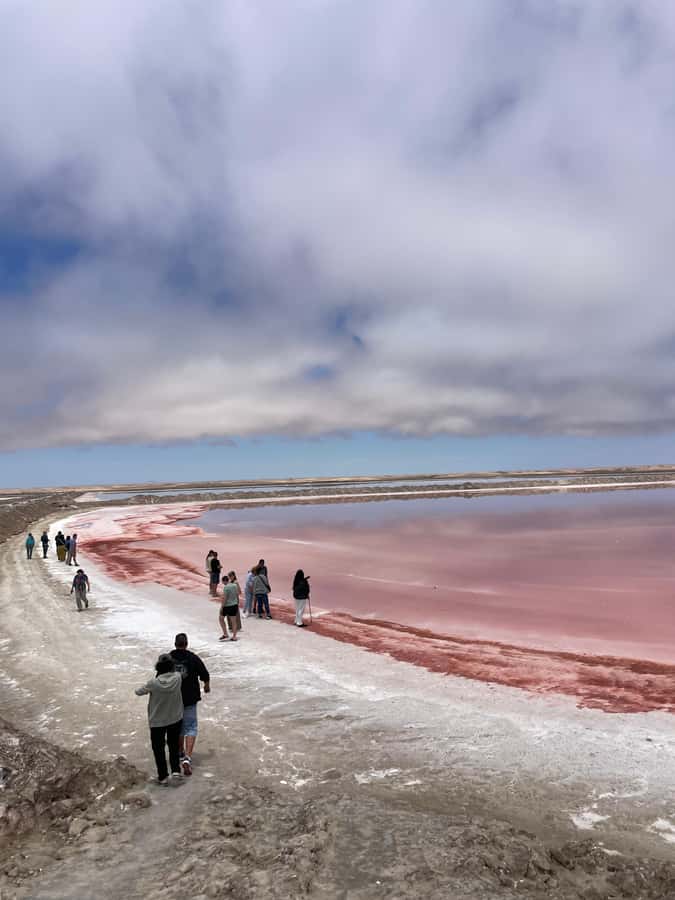 Walvis Bay: Half-Day Tour with Dune 7 and Pink Lake - Walvis Bay Lagoon and the birdlife