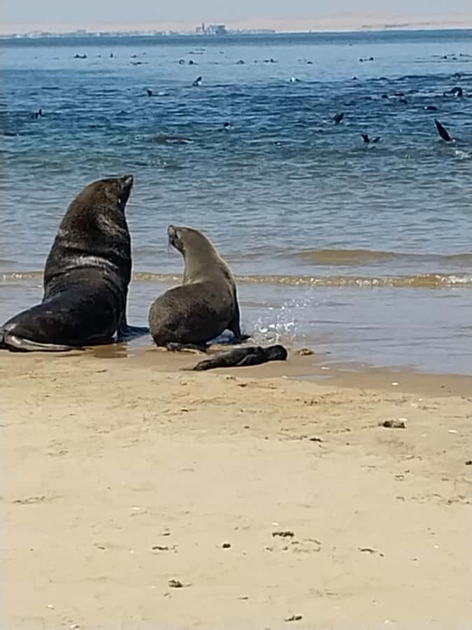 Walvis Bay: Kayaking and Sandwich Harbour Full-Day Tour - Why this Swakopmund day trip works so well