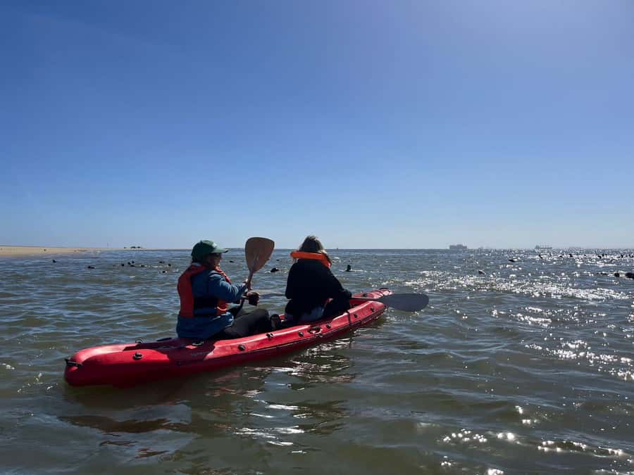 Walvis Bay: Kayaking and Sandwich Harbour Full-Day Tour - Kayaking beside Cape Fur Seals