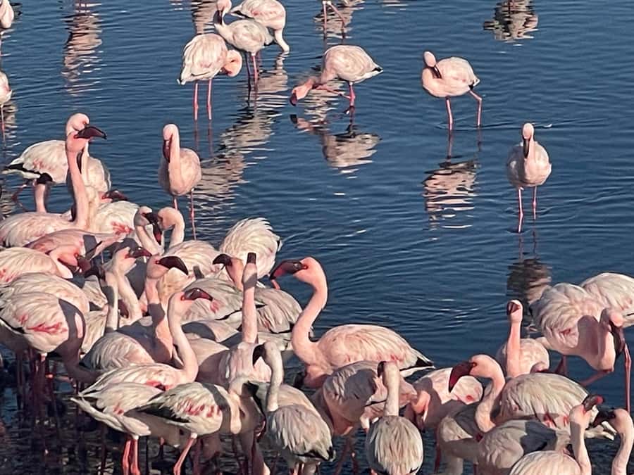 Walvis Bay: Kayaking and Sandwich Harbour Full-Day Tour - What the seal encounter requires from you