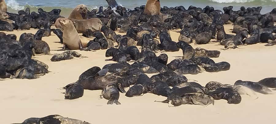 Walvis Bay: Kayaking and Sandwich Harbour Full-Day Tour - The !Nara Valley and desert wildlife