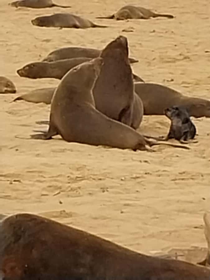 Walvis Bay: Kayaking and Sandwich Harbour Full-Day Tour - Is $224 a fair price?